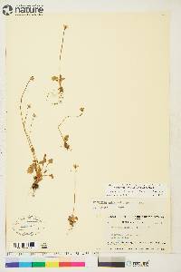 Parnassia kotzebuei image