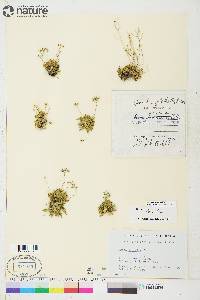 Draba lactea image