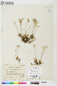 Draba lactea image