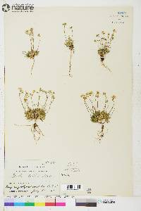 Draba lactea image