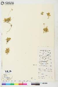 Draba lactea image