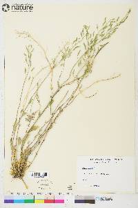 Draba hirta image