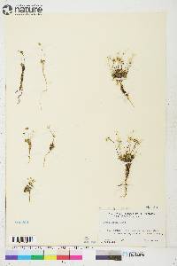 Draba lactea image