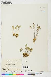 Draba lactea image