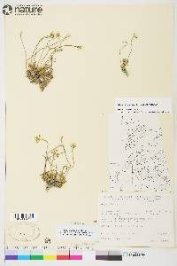 Draba simmonsii image