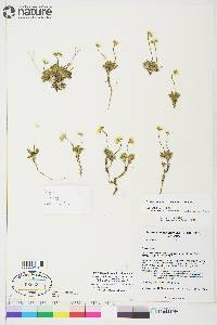 Draba simmonsii image