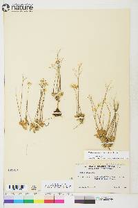 Draba simmonsii image