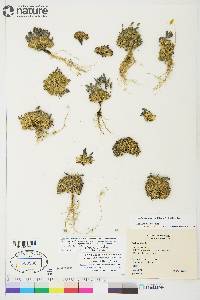 Draba simmonsii image