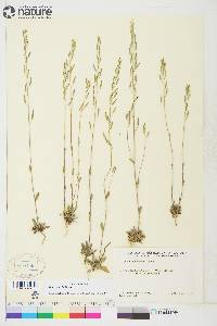 Draba praealta image