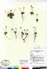 Draba simmonsii image