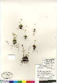 Parnassia kotzebuei image