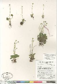 Parnassia kotzebuei image