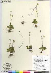 Parnassia kotzebuei image