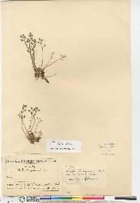 Draba lactea image