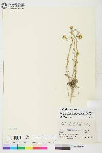 Erysimum coarctatum image