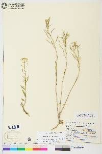 Erysimum cheiranthoides image