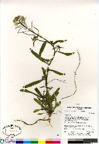 Erysimum coarctatum image