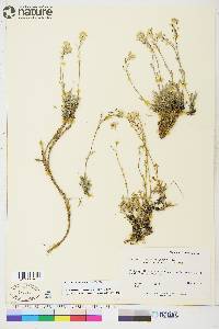 Smelowskia calycina image