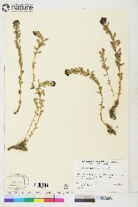 Rhodiola integrifolia image