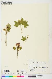 Ribes glandulosum image