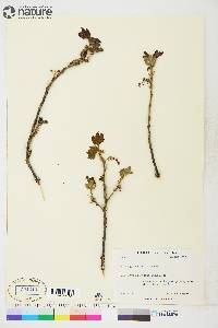 Ribes glandulosum image