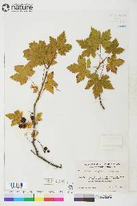 Ribes glandulosum image