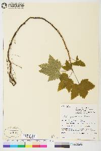 Ribes glandulosum image