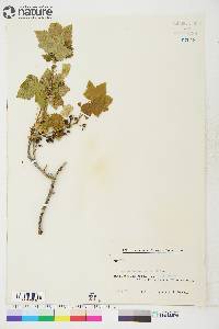 Ribes hudsonianum image