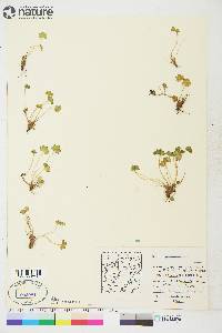 Saxifraga cernua image