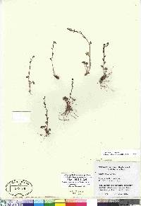 Saxifraga cernua image