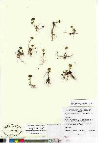 Chrysosplenium rosendahlii image