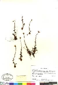 Saxifraga cernua image