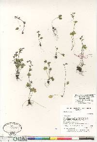 Saxifraga cernua image