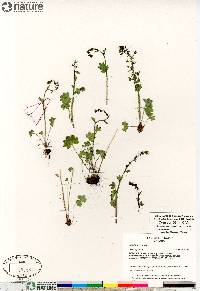 Saxifraga cernua image