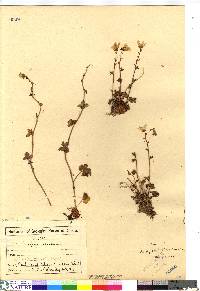 Saxifraga cernua image