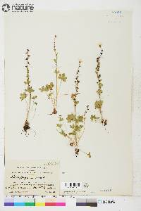 Saxifraga cernua image