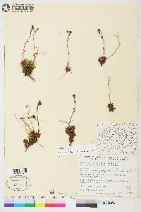 Saxifraga cespitosa image