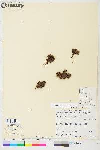 Saxifraga cespitosa image