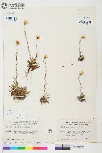 Saxifraga hirculus subsp. propinqua image