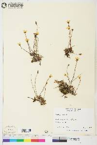 Saxifraga hirculus image