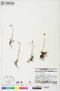 Saxifraga hirculus image