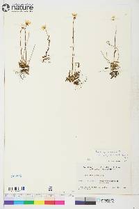 Saxifraga hirculus subsp. propinqua image