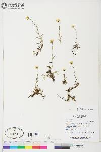 Saxifraga hirculus image