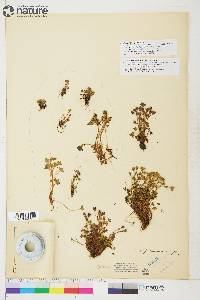 Saxifraga hyperborea image