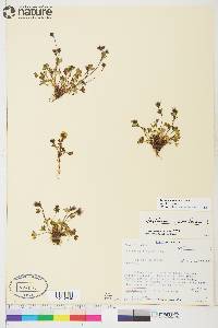 Saxifraga hyperborea image