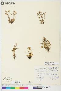 Saxifraga hyperborea image