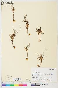 Saxifraga hirculus image