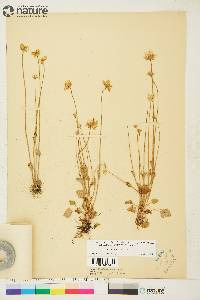 Parnassia palustris image