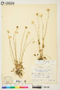 Parnassia palustris image