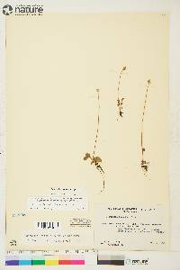 Parnassia kotzebuei image